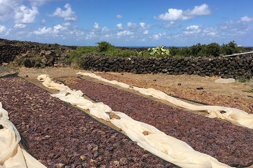 Vino, tre giorni di incontri per ribadire binomio Pantelleria-Zibibbo