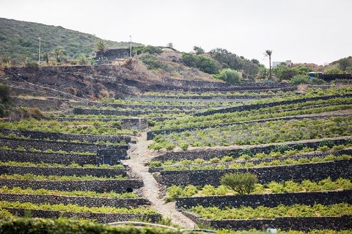 Vino, sindaco Pantelleria: Zibibbo è nostro, nessuno deve portarcelo via