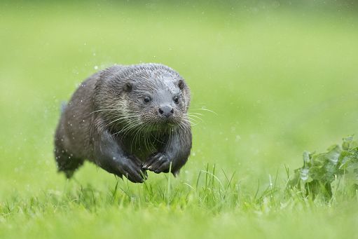 Wwf: il ritorno della Lontra al Nord. Ma specie resta vulnerabile