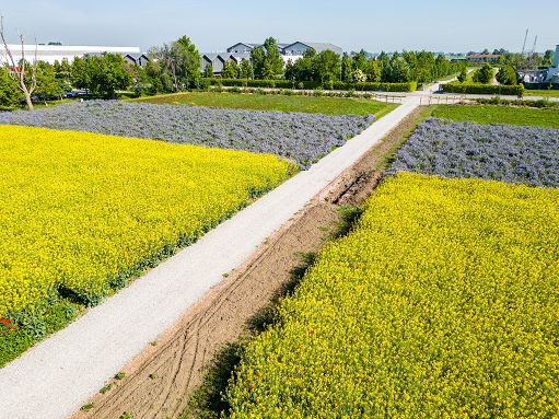 Barilla e Davines insieme per un progetto di agricultura rigenerativa