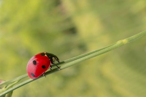 Comm. Ambiente Pe: -65% pesticidi più a rischio entro 2030