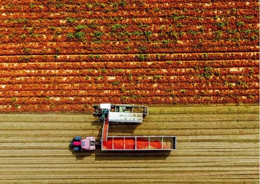 Pomodoro da industria Nord Italia, calo produttivo de 12%