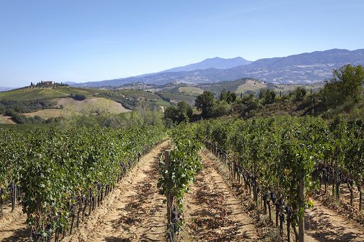 Vino, Consorzio: nel 2024 nascerà il Distretto biologico Montecucco