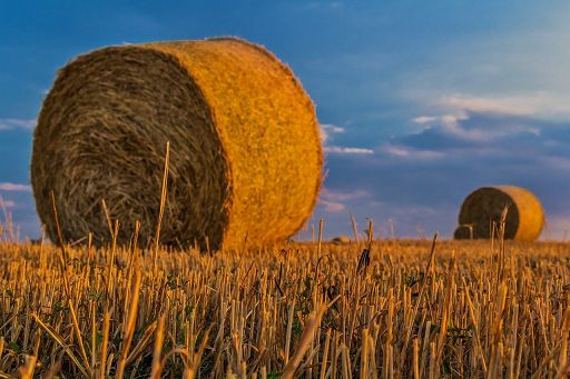 Fedagripesca Toscana: agricoltura a rischio nella nostra regione