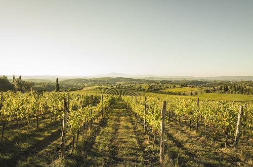 Consorzio Chianti Classico: nel 2023 incetta di premi e attenzioni