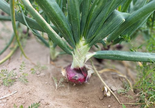 Agroalimentare, presentati 7 nuovi Presìdi Slow Food della Puglia