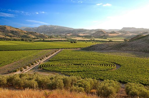 Vino, Cantina Librandi: in Calabria un esempio di economia circolare