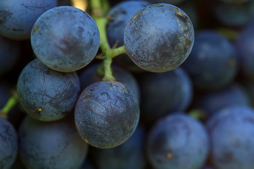 Vino, in GB vendemmia 2023 da record: oltre 20 mln di bottiglie