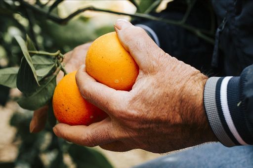 Crisi agrumicola, Sicilia rilancia campagna arance piccola taglia