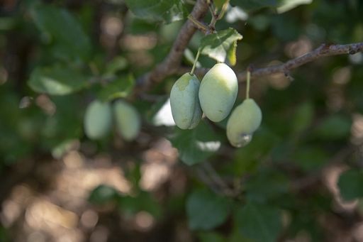 Calabria, 2 nuovi Presidi Slow Food: pruna di frati e piparelle