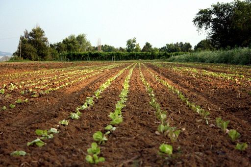 Cia: deroga Comm. Ue a norme Pac insufficiente per agricoltori