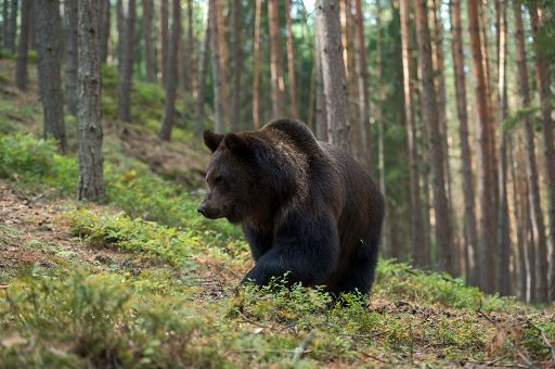 L’orso M90 è stato abbattuto in Trentino, l’Oipa: eseguita la sentenza di condanna di Fugatti