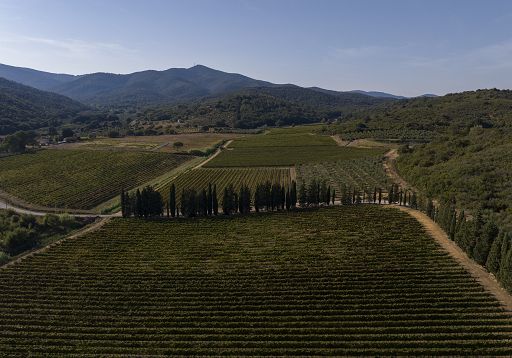 Vino, Consorzio Maremma Toscana: +1,54% imbottigliamenti nel 2023