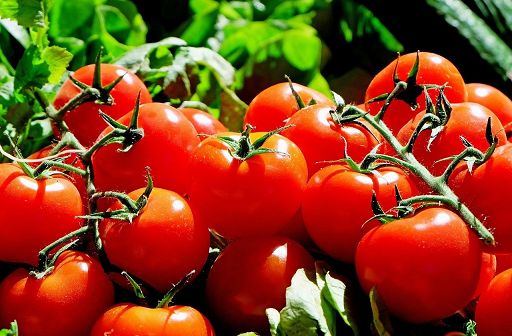 xFarm Technologies e Hubfarm uniti per supportare Tomato Farm