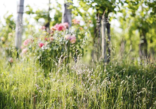 Vino, Zorzettig: lotta biologica efficace contro insetti dannosi