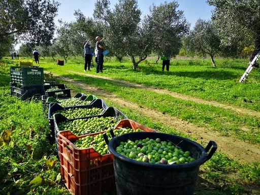 Nel Nord Italia e in Slovenia buon anno per produzione olivicola