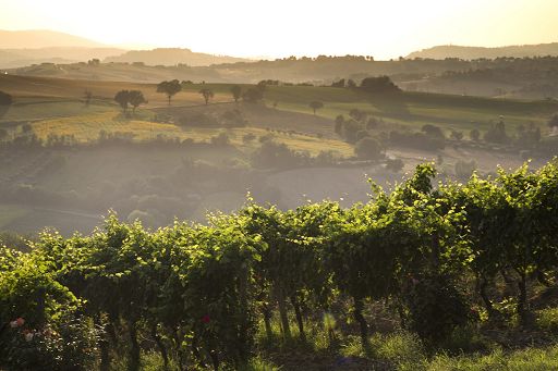 Il vino delle Marche per la prima volta a Wine Paris e Vinexpo Paris