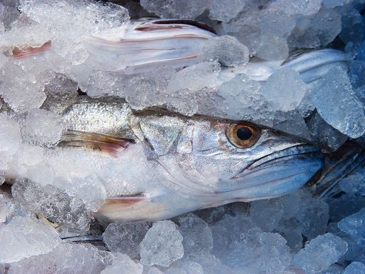 Wwf: ecco come eliminare il polistirolo dalla piccola pesca