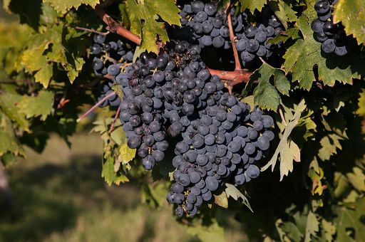 Vino, vitigno toscano in crescita da 4 anni: 61mila ha, 38% bio