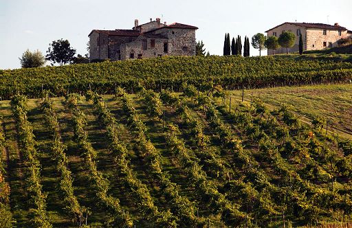 Vino, 2023 difficile per la Toscana: calano produzione, Gdo e export