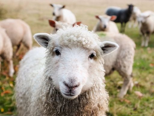 A marzo in Toscana si parla di zootecnia montana e biodiversità