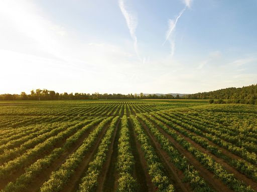 5 marzo convegno a Bruxelles su Pac, Ucraina e politiche agricole