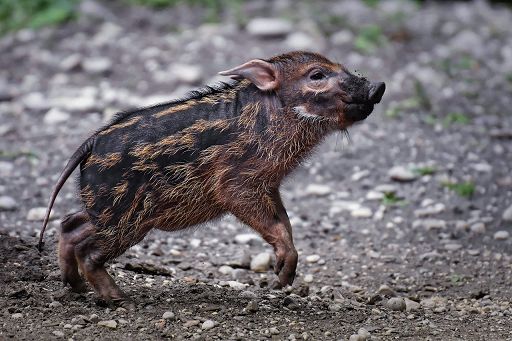 Carloni: Psa, rischio contaminazione da mercato asiatico è reale