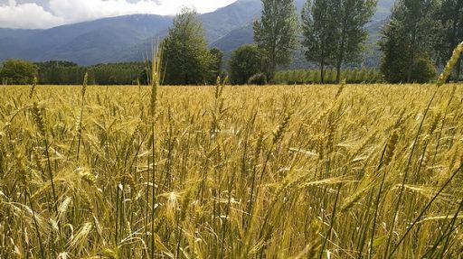 In 2022 agricoltura ha perso 900 mln per i cambiamenti climatici