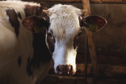 In Toscana aumentano risorse per bando animali riproduttori