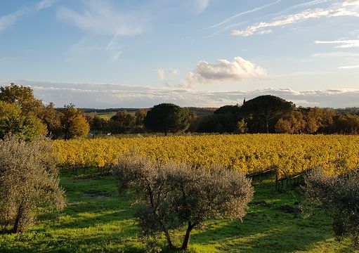 Annunciate le 21 Cantine vincitrici del concorso “L’Umbria del Vino”