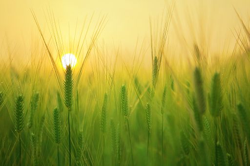 Confagricoltura Foggia chiede stato calamità naturale per siccità