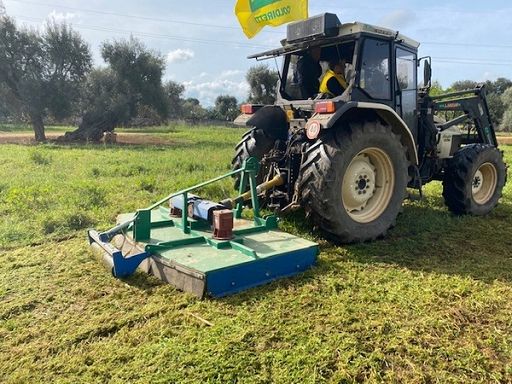 Nuova variante della Xylella individuata nel barese