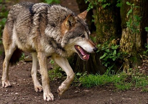 Fedagripesca Toscana: bene fondi ma non risolvono problema lupi