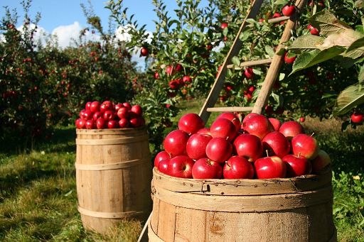 8 marzo, NaturaSì racconta le donne che fanno agricoltura bio