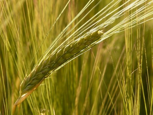 Al via in Sicilia progetto su filiera cerealicola sostenibile