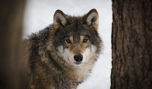 Fedagripesca Toscana: con lupi situazione resta insostenibile