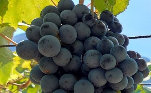 Vino, a Bertinoro un convegno sulla “rivoluzione sostenibile” dei Piwi