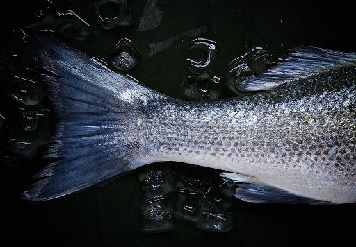 Fedagripesca Toscana: a rischio pesca e ecosistema di Orbetello