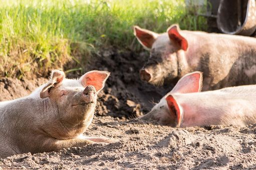 Confagri Piacenza invia richieste e proposte su Psa