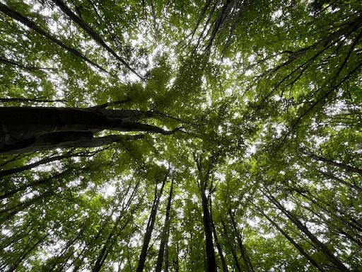 E’ allarme deforestazione: ogni minuto abbattuti circa 2400 alberi