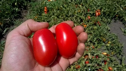 Ancora lontano accordo quadro del pomodoro nel Nord Italia