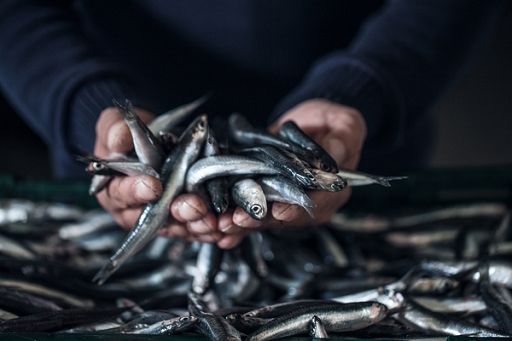 La Pietra (Masaf): vogliamo meno vincoli inutili per la pesca