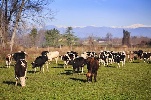 Grana Padano: allevamenti da latte non intensivi ma produttivi