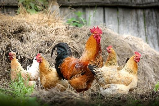 Efsa: virus aviaria si diffonde in Ue, anche in allevamenti