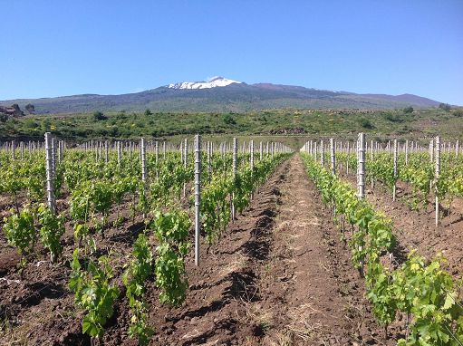 Consorzio Vini Etna Doc a Vinitaly con una collettiva di 50 aziende