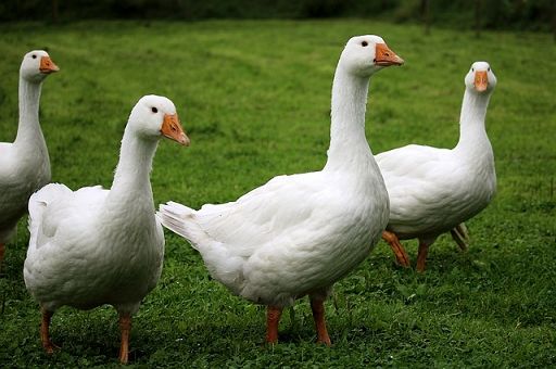 Sondaggio: per 74% francesi il Foie gras è inaccettabile