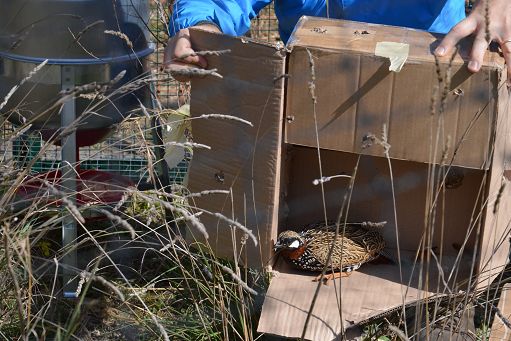 Estinto per la caccia, il Francolino torna in Sicilia dopo 150 anni