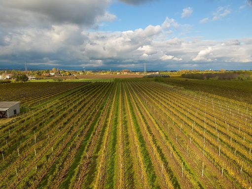 Bmti: rialzi per prezzi uve da vino nel Centro e Sud Italia