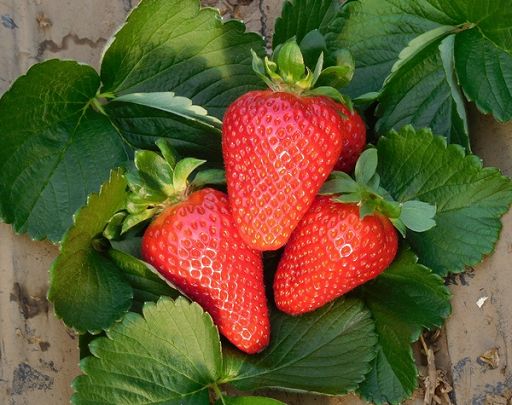 Nespole, prezzi in calo. Salgono quelli di fragole e asparagi