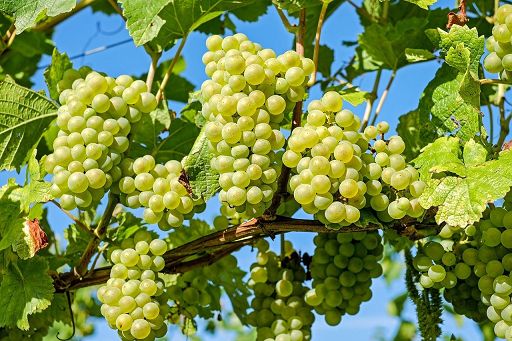 Piemonte pubblica misure obbligatorie contro flavescenza dorata